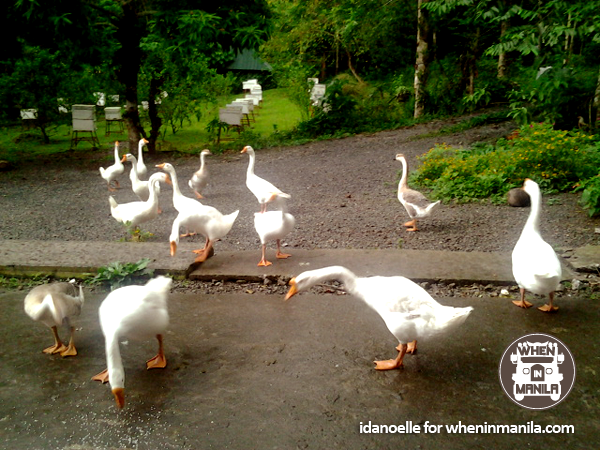 geese