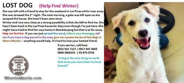 Help Find Dog Winter - Missing Dog