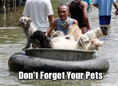 pets flood1