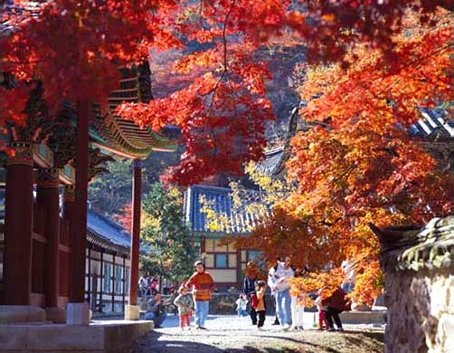 tour 535 Korea in Autumn