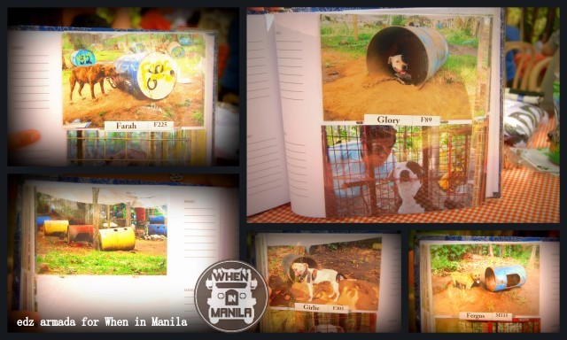 Save Laguna Pit Bulls: Volunteer. Be a dog's hero. 7 3