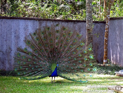 the-farm-when-in-manila (65)