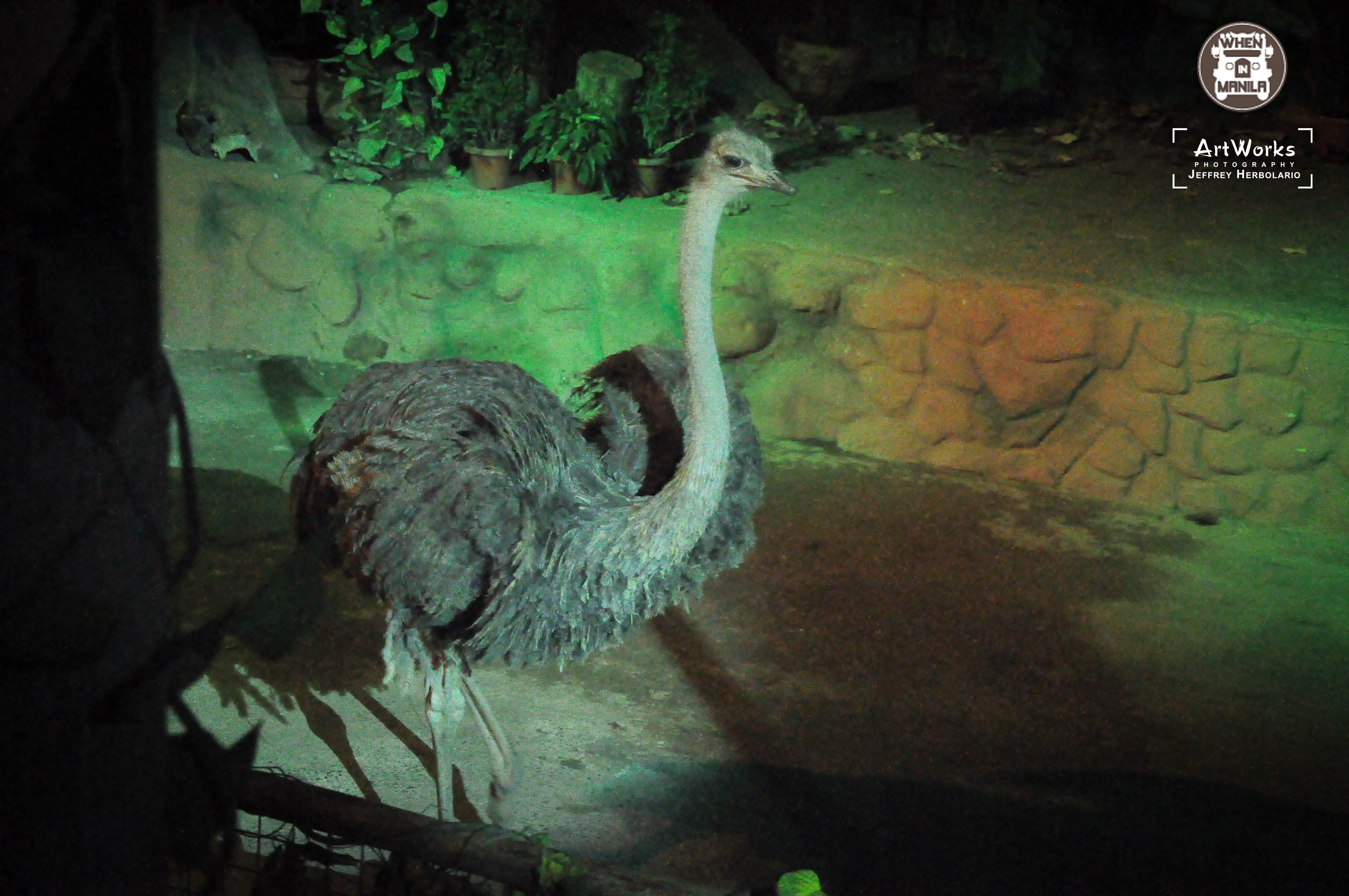 Experience the Thrilling Zoobic Night Safari and be Up Close with the Tigers 11 DSC_1173