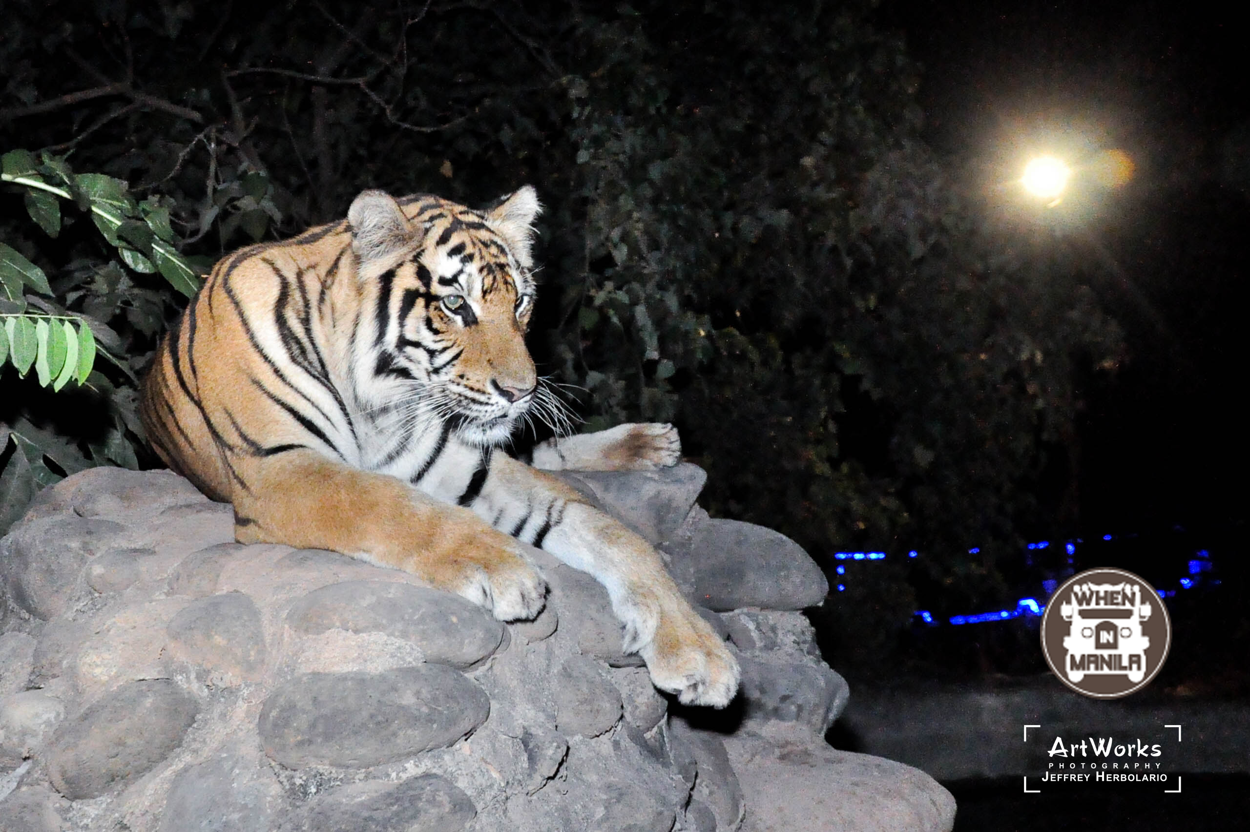 Experience the Thrilling Zoobic Night Safari and be Up Close with the Tigers 1 DSC_1522