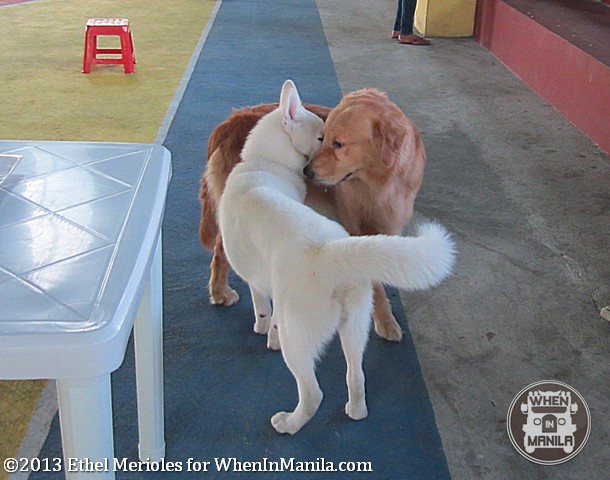 Pet Centrics Socialization