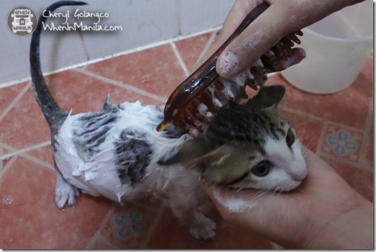 Pet Supplies Cat Litter and Cat Shampoo 07