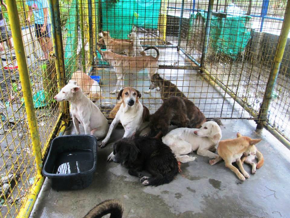 Help Cavite Dog Shelter - SAWS - PAWS - Philippine Animal Welfare Society