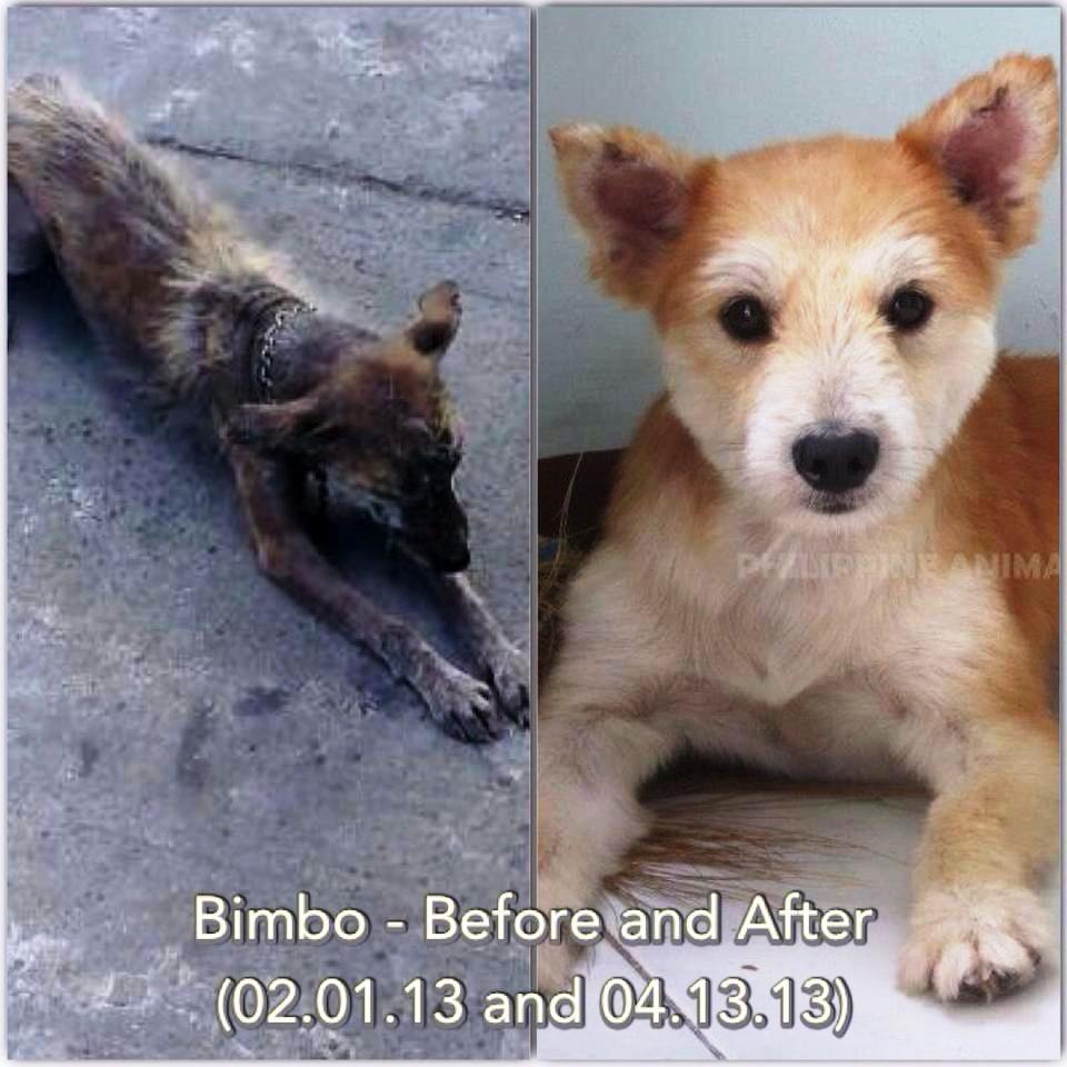 Philippine Animal Rescue Team - Bimbo - Animal Rescue Group - #FiftyPesosFriday Pledge