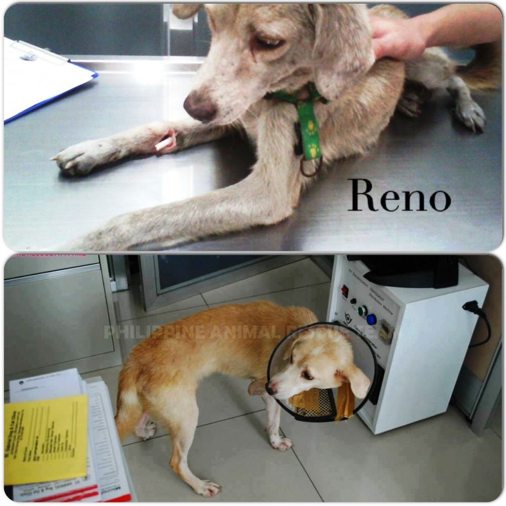 Philippine Animal Rescue Team - Reno - Animal Rescue Group - #FiftyPesosFriday Pledge
