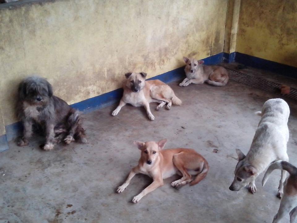 Efforts to save dogs on deathrow in QC