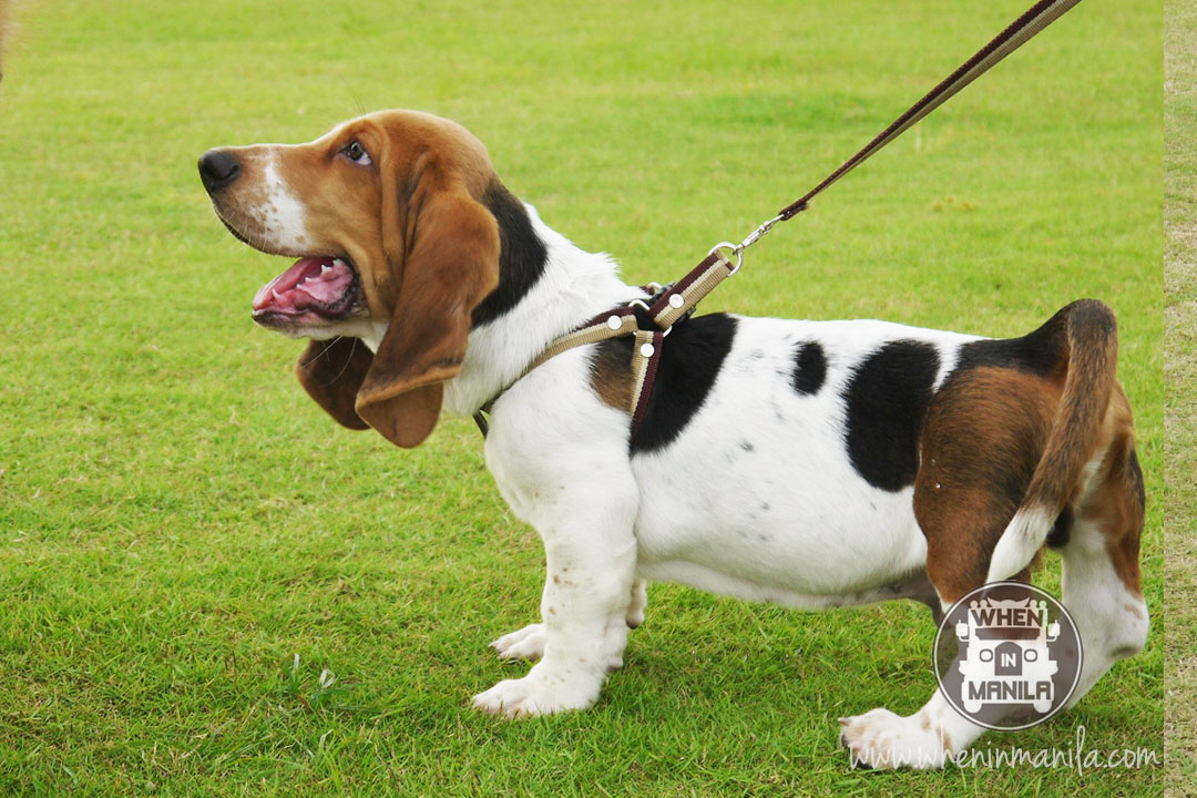 Doggie Fun Fair