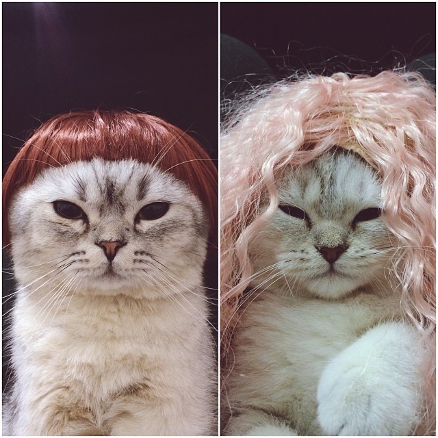 20 Adorable Pets on Instagram That We Love! 9 08ba519e72f511e3a60a12d5063491c0_8