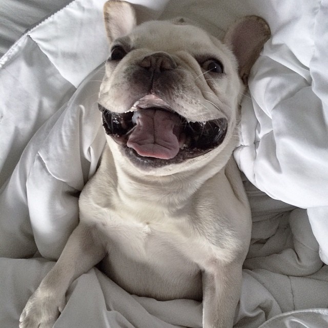20 Adorable Pets on Instagram That We Love! 7 2d1868ba64ee11e3bd8d0e47711d78e6_8