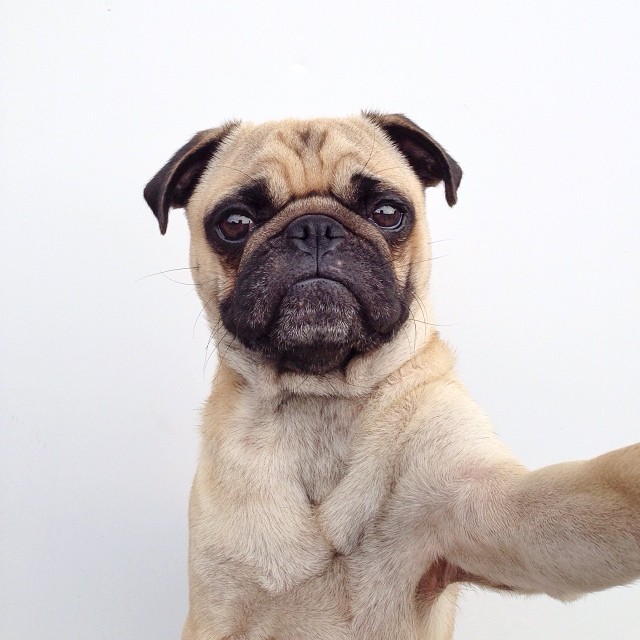20 Adorable Pets on Instagram That We Love! 16 59855750559411e3ae940e052fb5b447_8