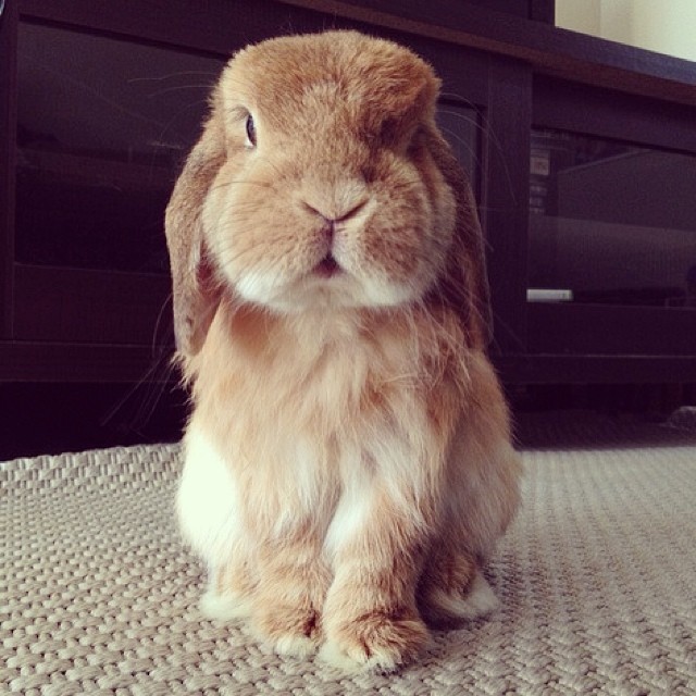 20 Adorable Pets on Instagram That We Love! 6 860cb79c685811e3a3ef0e7d4056843c_8