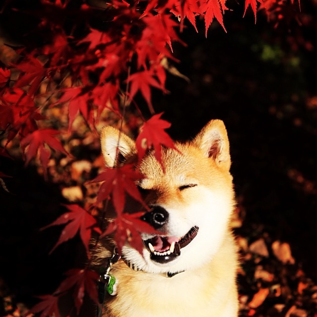 20 Adorable Pets on Instagram That We Love! 5 99bab7aa606311e3a33512f6e61f351c_8