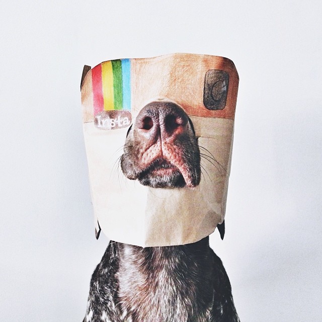 20 Adorable Pets on Instagram That We Love! 2 adc166f2774411e382be12a6477cc8fb_8