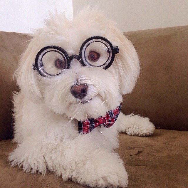 20 Adorable Pets on Instagram That We Love! 12 b12c30625b9a11e383b71261062e4ae8_8