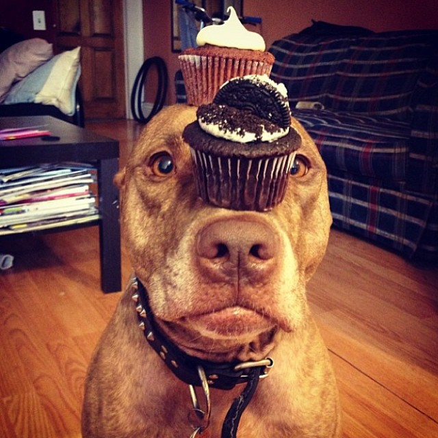 20 Adorable Pets on Instagram That We Love! 11 bb440afe57bf11e3abe412df1b842658_8