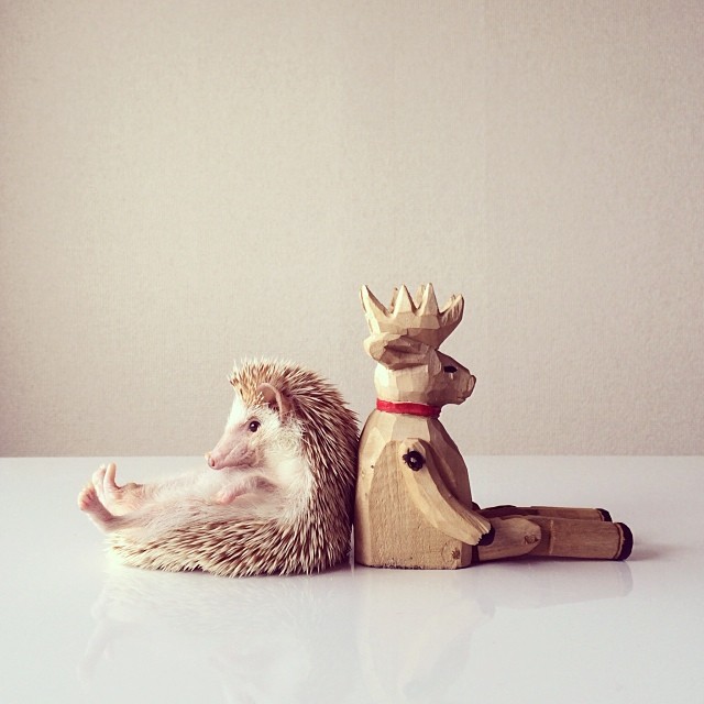 20 Adorable Pets on Instagram That We Love! 1 c4fd515a698e11e3814a126964918fbd_8