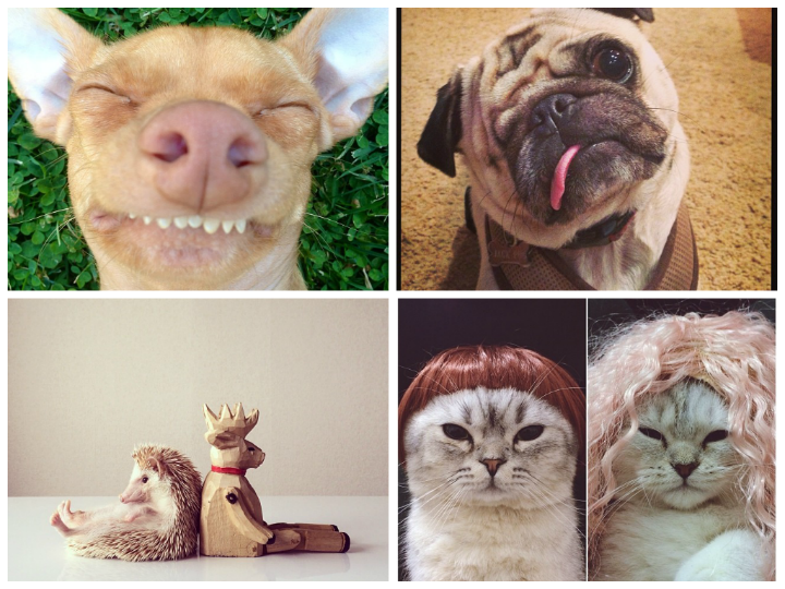 instapets