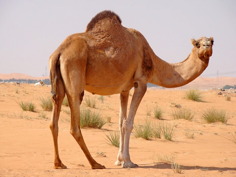Health Tips: Knowing The MERS-CoV Coronavirus Health Tips: Knowing The MERS-CoV Coronavirus