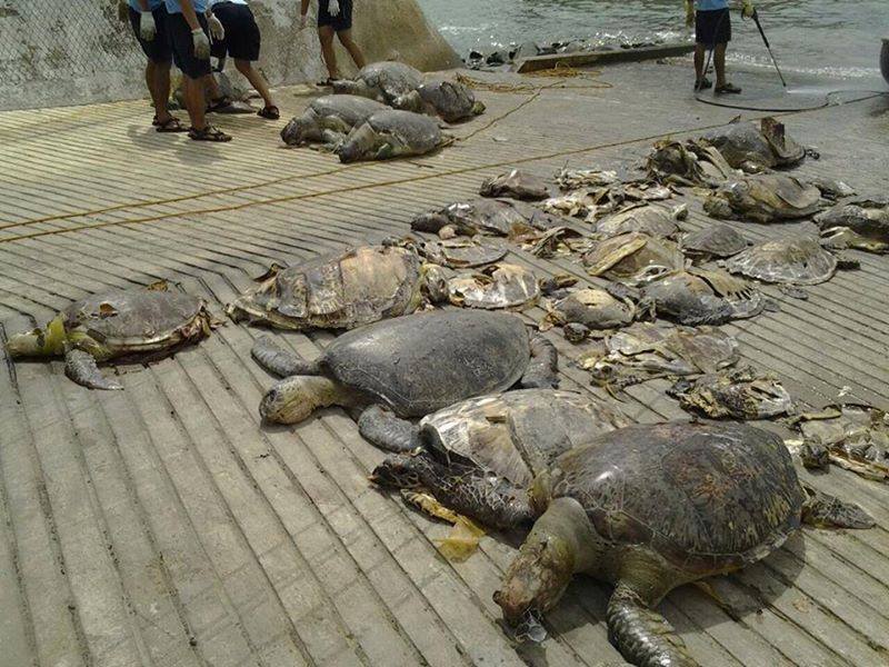 Dead Sea Turtles from Chinese Poachers Trigger Uproar Among Filipinos