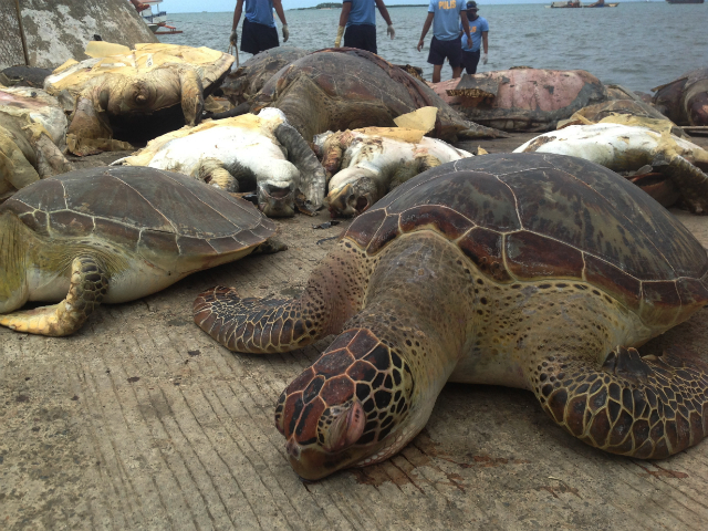Aside from these turtle carcasses, police also found freezers filled with turtle meat on the Chinese fishing boat (gmanetwork.com)