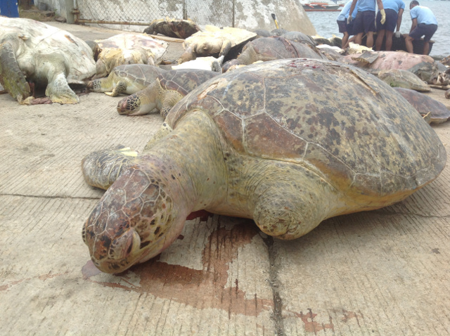 This sea turtle survived losing a flipper but died at the hands of poachers (gmanetwork.com)