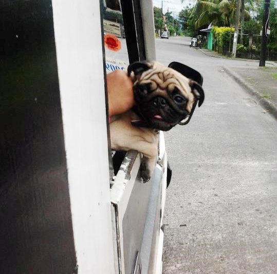 Top 5 Pet-Friendly Places in Manila to Bond with Your Pets