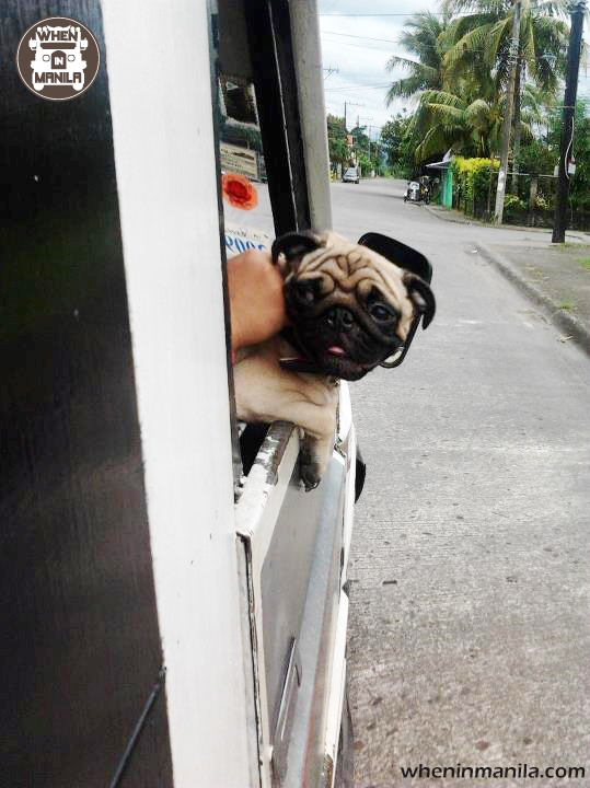 Top 5 Pet-Friendly Places in Manila to Bond with Your Pets