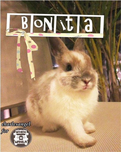 Top 5 Reasons on why Rabbit Headquarters (RHQ) is the Right Place to Get Your Pet Bunny in Singapore. 2 BONITA NETHERLAND DWARF SHOW BUNNY CUTE PET BUNNIES Top5 Reasons Rabbit Headquarters-RHQ-Right Place-Bunny Singapore-wheninmanila-rabbits-CharlesAngel