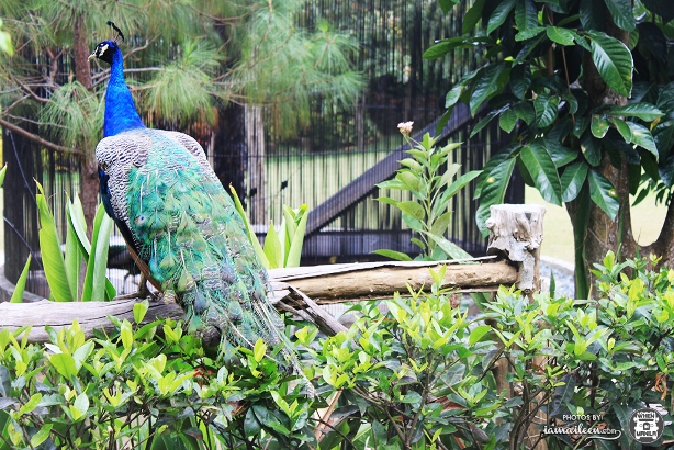 Top 5 Reasons Why You Should Join the 2014 FLOW Weekend Retreats 10 Cintai-coritos-garden-batangas-bali-indonesia-animals