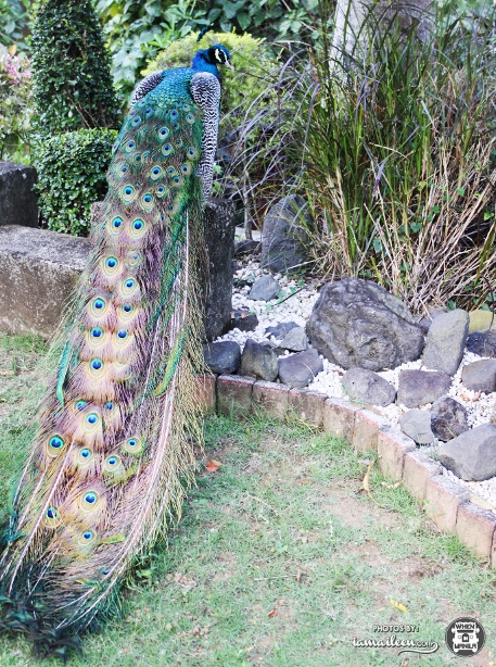 Top 5 Reasons Why You Should Join the 2014 FLOW Weekend Retreats 11 Cintai-coritos-garden-batangas-bali-indonesia-peacocks