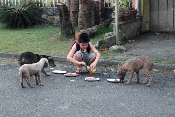 Happy Animals Club 9 Year Old Boy Creates Animal Shelter Project to Help Stray Dogs and Cats in the Philippines 12