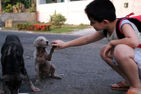 Happy Animals Club: 9 Year Old Boy Creates Animal Shelter Project and AMAZINGNESS Happens 4 Happy Animals Club 9 Year Old Boy Creates Animal Shelter Project to Help Stray Dogs and Cats in the Philippines (2)