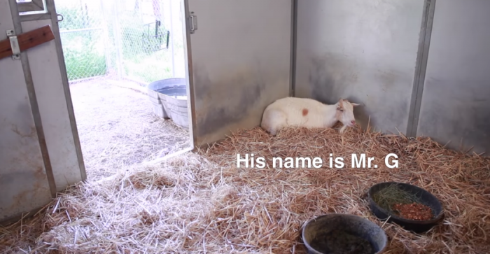 Animals Have Feelings Too! Watch This Touching Video About Mr G and  Jellybean - When In Manila