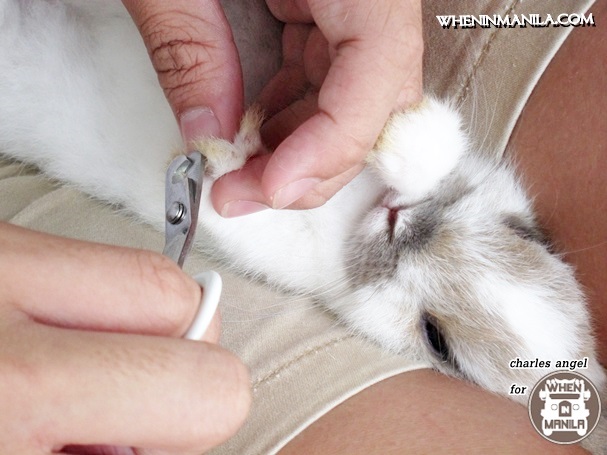 Top 5 Reasons on why Rabbit Headquarters (RHQ) is the Right Place to Get Your Pet Bunny in Singapore. 4 Top5 Reasons Rabbit Headquarters-RHQ-Right Place-Bunny Singapore-wheninmanila-rabbits-CharlesAngel16Top5 Reasons Rabbit Headquarters-RHQ-Right Place-Bunny Singapore-wheninmanila-rabbits-CharlesAngel