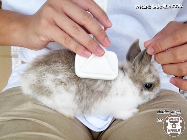 Top 5 Reasons on why Rabbit Headquarters (RHQ) is the Right Place to Get Your Pet Bunny in Singapore. 3 Top5 Reasons Rabbit Headquarters-RHQ-Right Place-Bunny Singapore-wheninmanila-rabbits-CharlesAngel2Top5 Reasons Rabbit Headquarters-RHQ-Right Place-Bunny Singapore-wheninmanila-rabbits-CharlesAngel