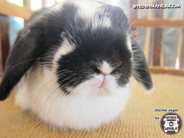 Top 5 Reasons on why Rabbit Headquarters (RHQ) is the Right Place to Get Your Pet Bunny in Singapore. 9 Top5 Reasons Rabbit Headquarters-RHQ-Right Place-Bunny Singapore-wheninmanila-rabbits-CharlesAngel37Top5 Reasons Rabbit Headquarters-RHQ-Right Place-Bunny Singapore-wheninmanila-rabbits-CharlesAngel