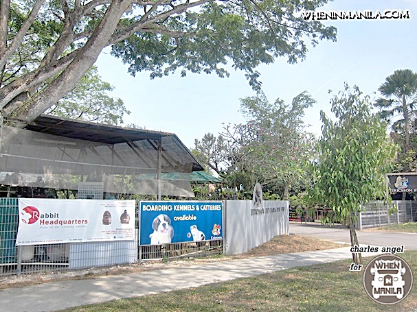 Top 5 Reasons on why Rabbit Headquarters (RHQ) is the Right Place to Get Your Pet Bunny in Singapore. 4 Top5 Reasons Rabbit Headquarters-RHQ-Right Place-Bunny Singapore-wheninmanila-rabbits-CharlesAngel73Top5 Reasons Rabbit Headquarters-RHQ-Right Place-Bunny Singapore-wheninmanila-rabbits-CharlesAngel