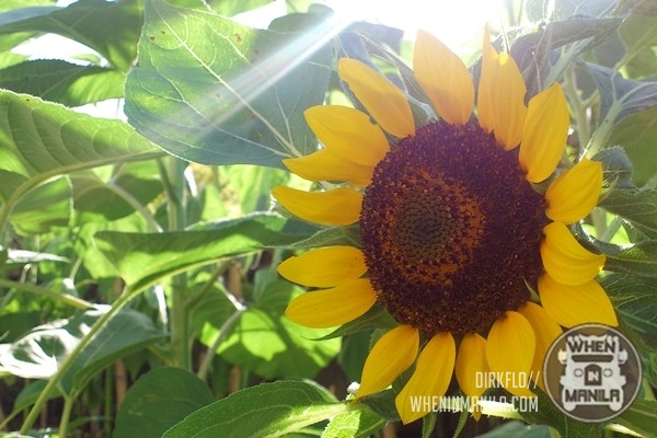 Traveling and Discovering the Treasures of the Fun and Rich Southern Tagalog Region 6 southern_tagalog_18