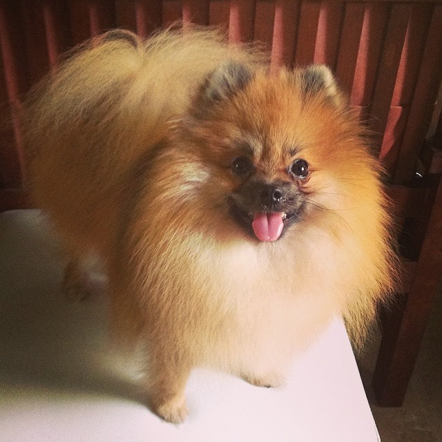 DOGNAPPING-Dog-Nap-kidnap-Dogs-Stealing-Pets--manila-philippines-wheninmanila 2