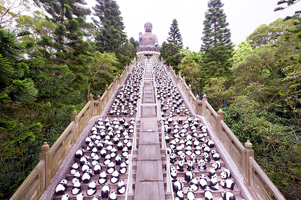 Pandas-at-Tian-Tan-Buddha
