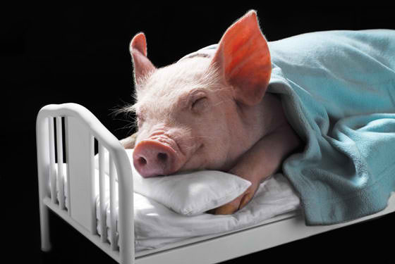 pig-in-bed