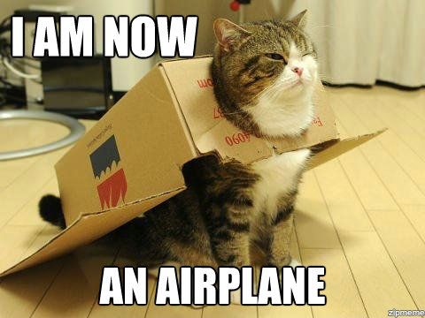 airplane-cat