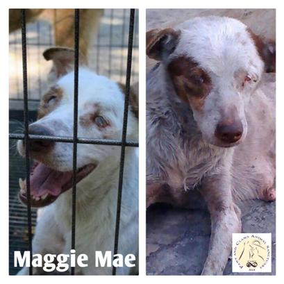 maggie mae - Philippine Animal Rescue Team