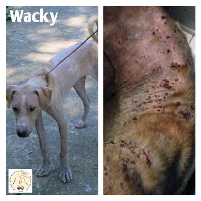 wacky - - Philippine Animal Rescue Team