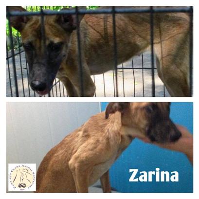 zarina - Philippine Animal Rescue Team