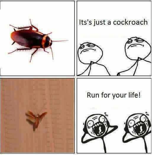 10 Ways to Survive a Flying Cockroach Flying Ipis Attack WhenInManila 5